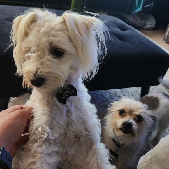 Meet your Posher, Nikki - Picture 2 of 5